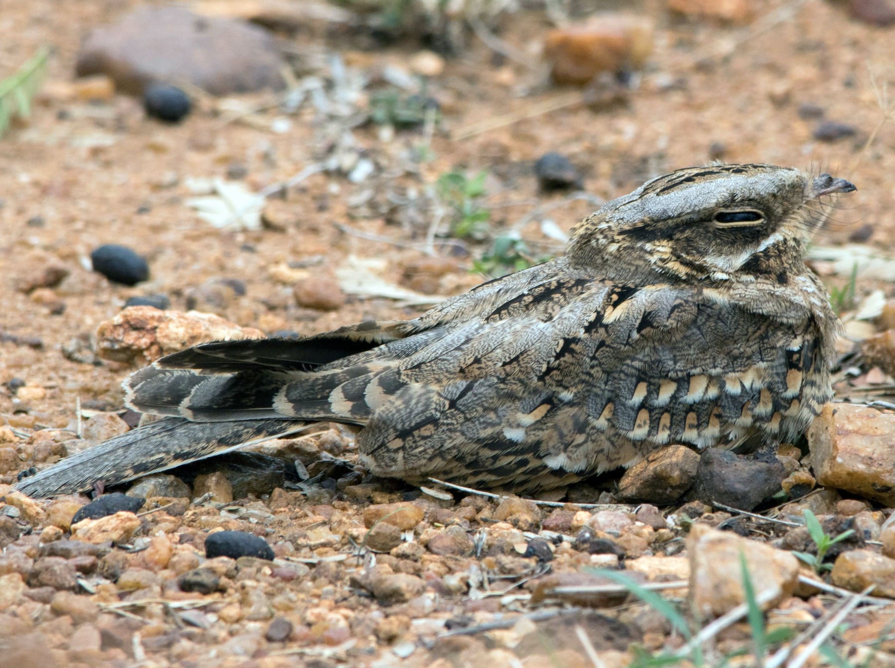 Indian Nightjar